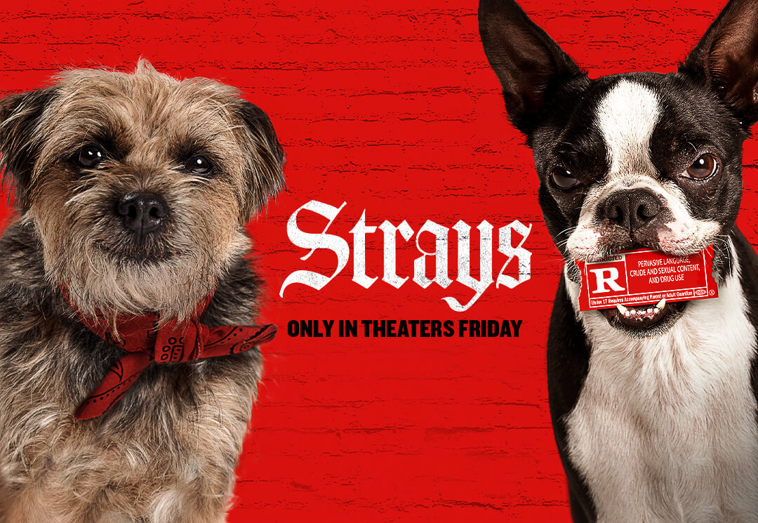 Strays Universal Pictures